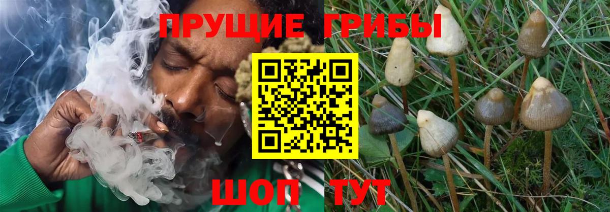 Псилоцибиновые грибы Psilocybine cubensis Тимашёвск